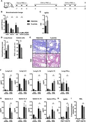 Reduction of Allergic Lung Disease by Mucosal Application of Toxoplasma gondii-Derived Molecules: Possible Role of Carbohydrates